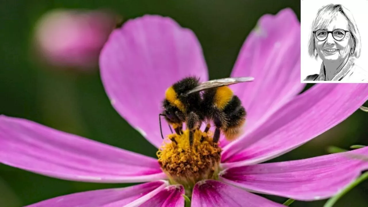 Vaccini e Adrenalina Nasale per Allergici agli Imenotteri