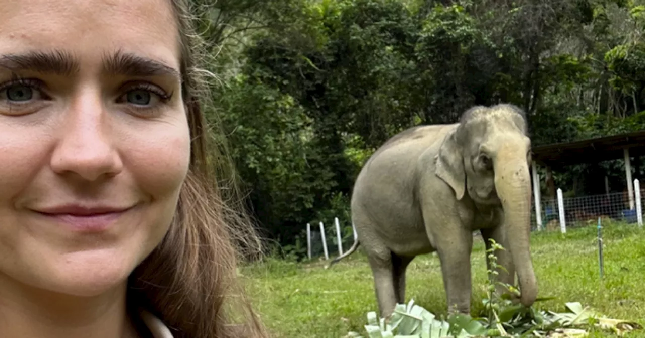 Danskere i Thailand advaret efter elefantvask-tragedie
