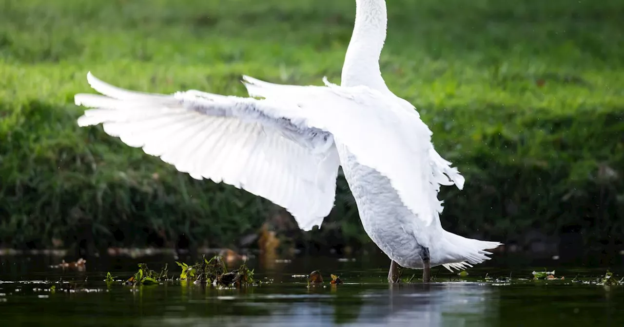 Bird Flu Claims Swans at Scottish Beauty Spot