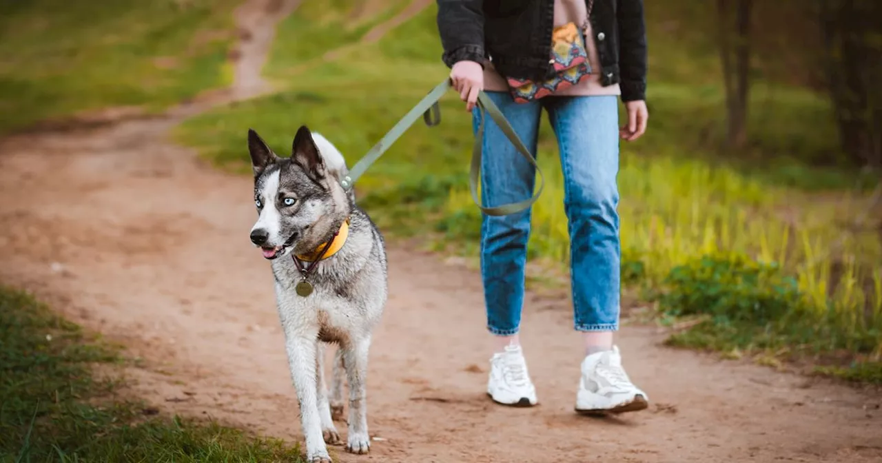 Dog Training Expert Frustrated by Increasing Number of Dogs Jumping on People