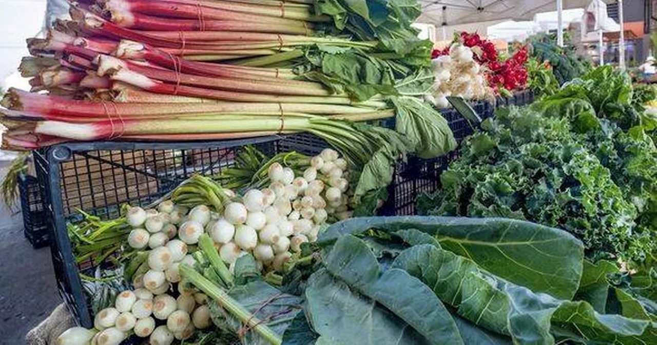 Rhubarb Warning: When NOT to Harvest and How to Force Early Crops