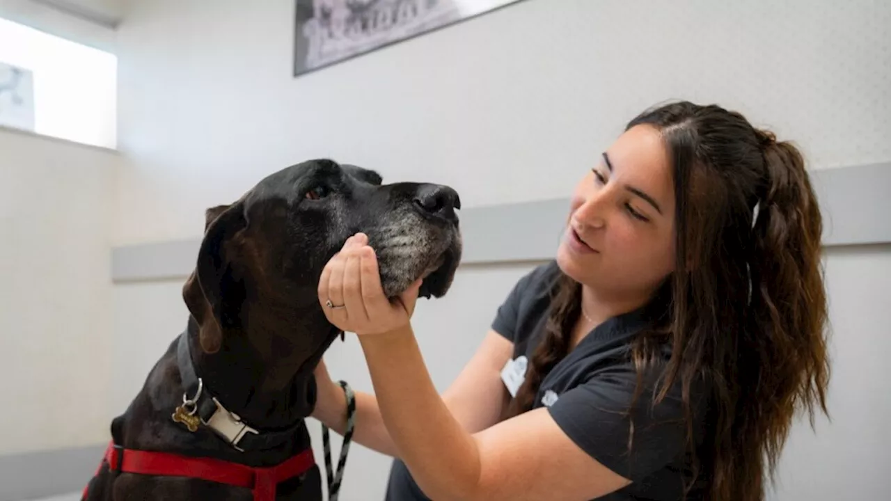 Drug Trial Could Extend Dog Lifespans