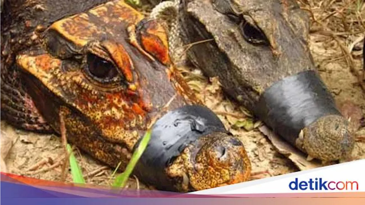 Buaya Oranye: Adaptasi Genetik dan Pola Makan Unik