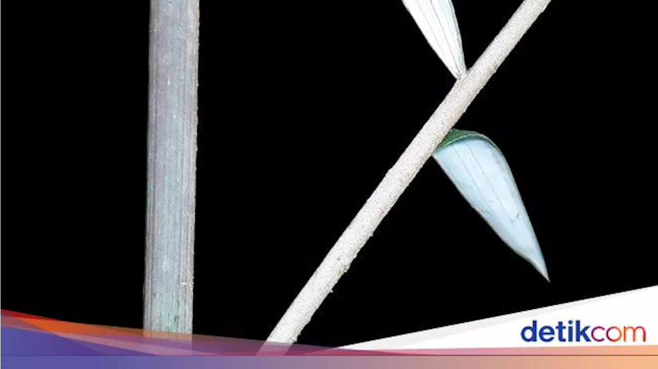 Ilmuwan Temukan Spesies Kuda Pipa Kerdil di Afrika Selatan