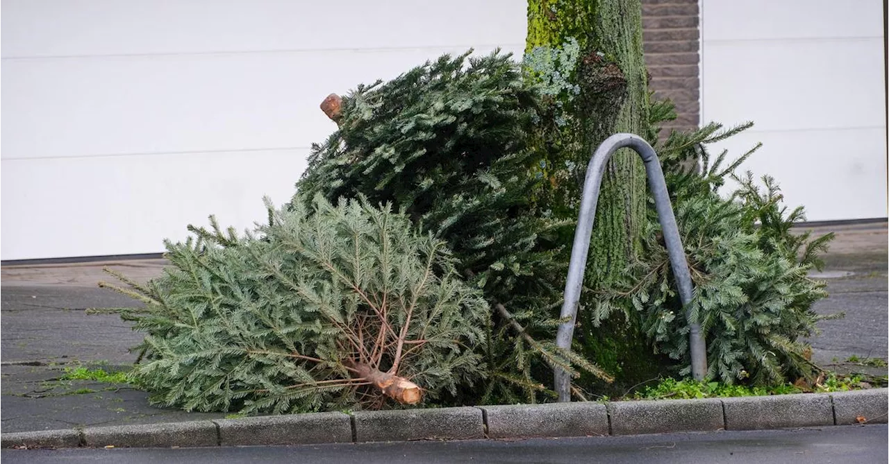 Gent Entfacht Kontroverse mit Weihnachtbaum-Essens-Empfehlung