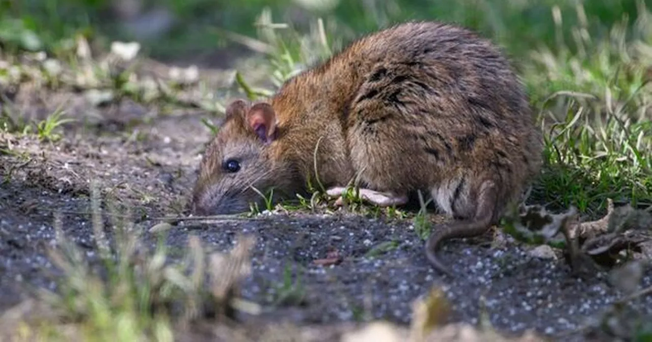 Natural Rat Repellent Plants for Your Garden