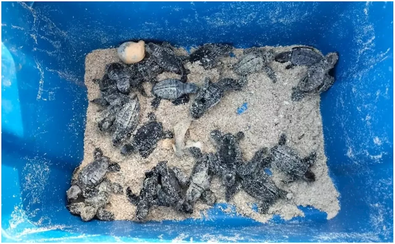 Hallan nido de tortugas cerca de construcción en Progreso, Yucatán