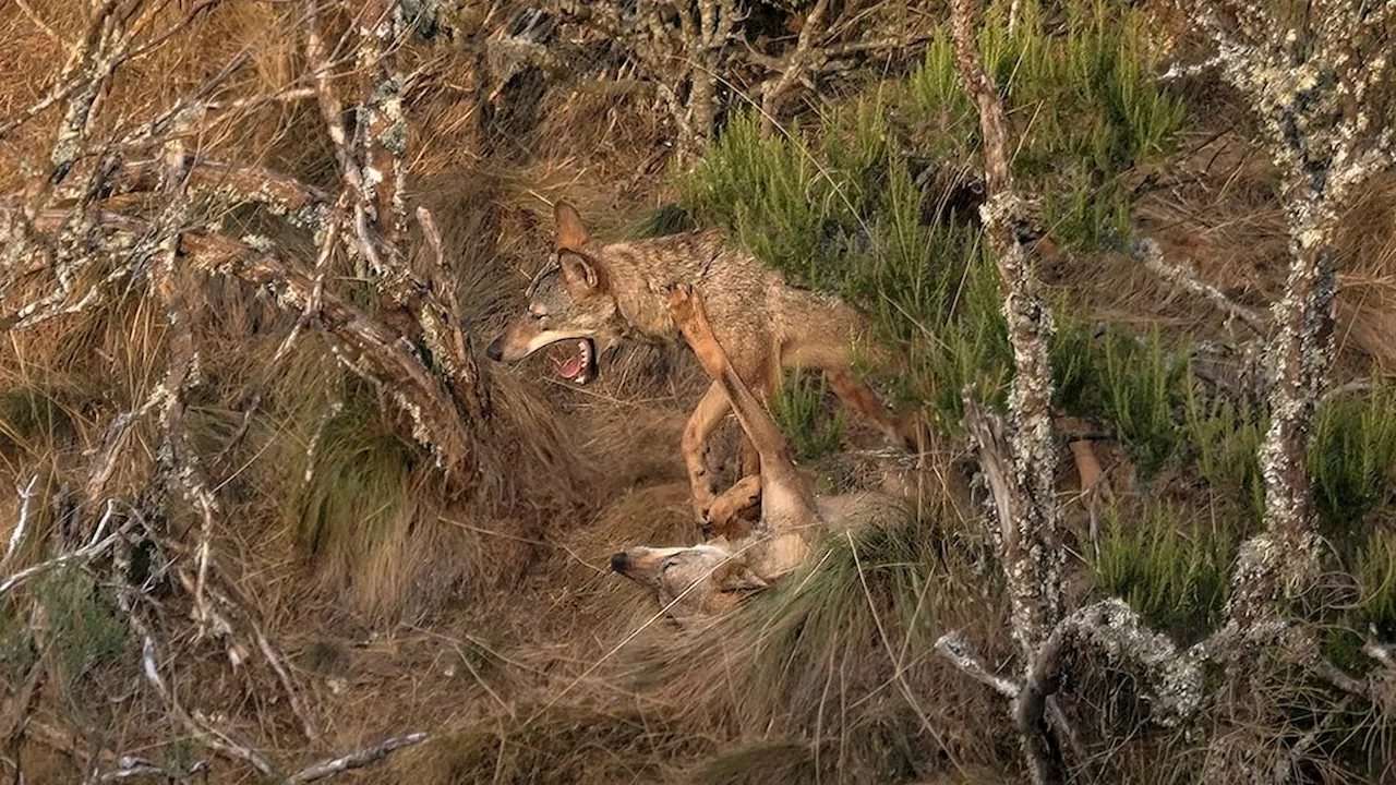 Territorio Lobo: La fascinante mirada de Andoni Canela al cánido español