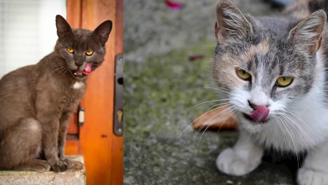 Cómo hacer churu casero para tu gato