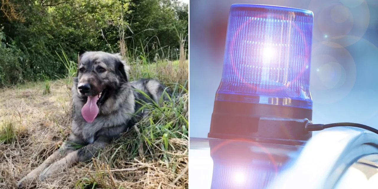 Hund stirbt nach Stromschlag an Laterne