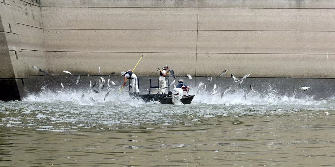 Süßwasserarten in Not: Jedes vierte Tier gefährdet