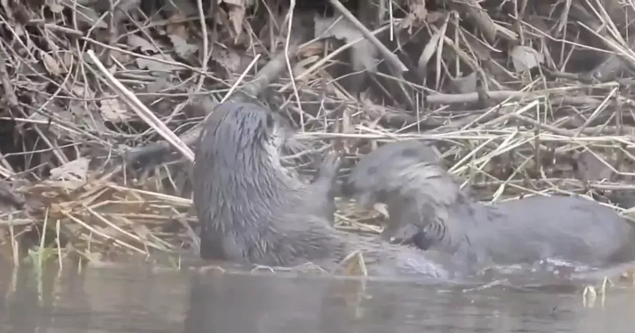 Otters Caught Play-Fighting in Glasgow's River Clyde