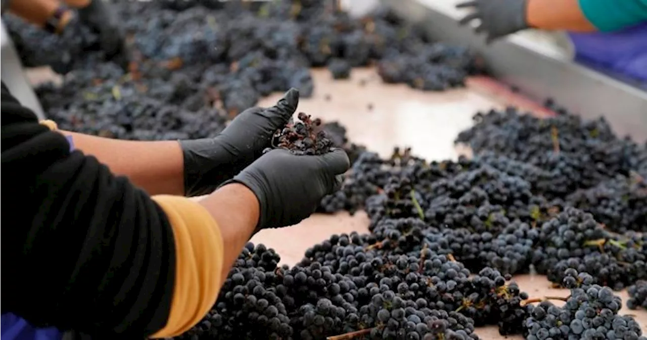 Okanagan winery banned from hiring foreign workers