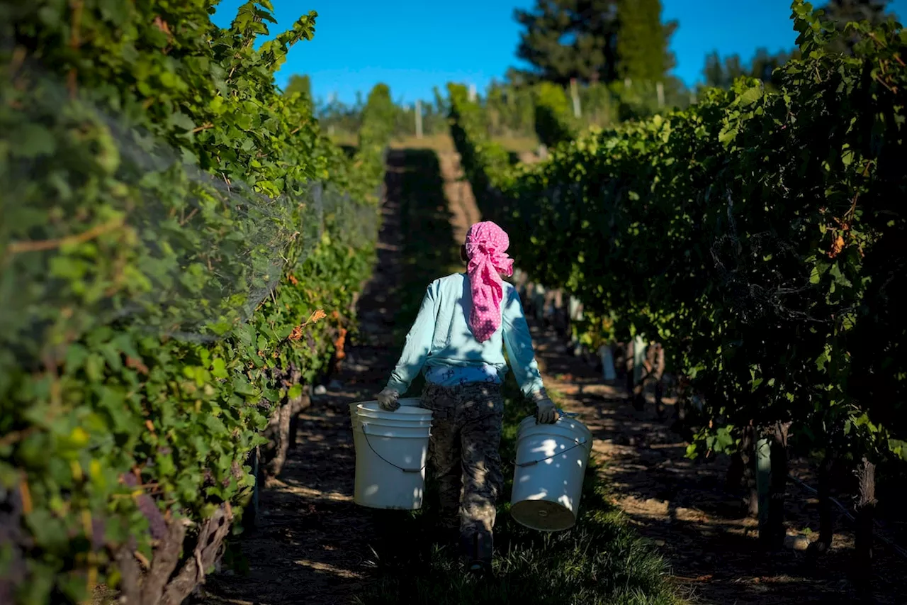 British Columbia Winemakers Adapt to 2024 Frost