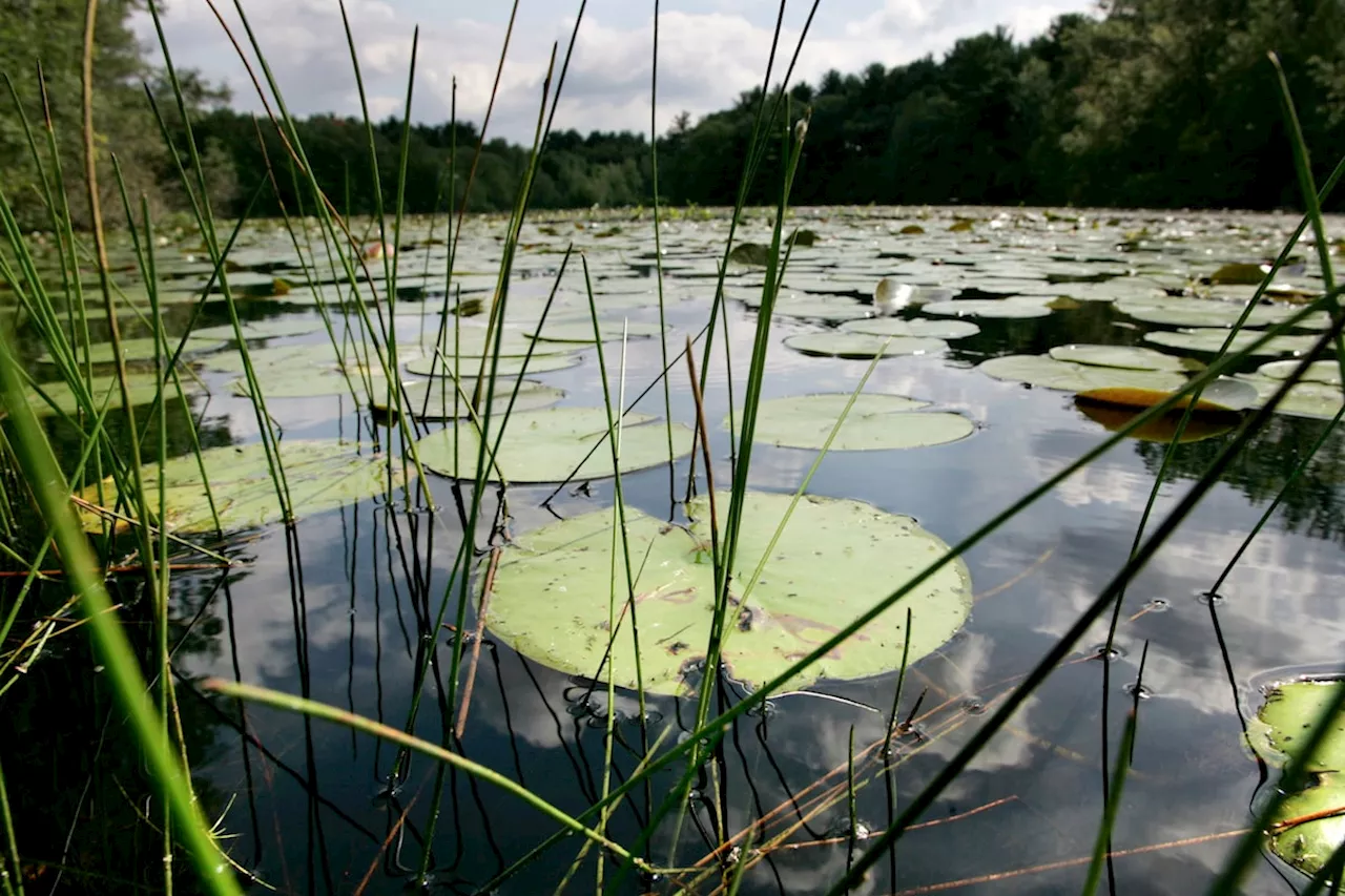 Nearly a Quarter of Freshwater Species Threatened with Extinction