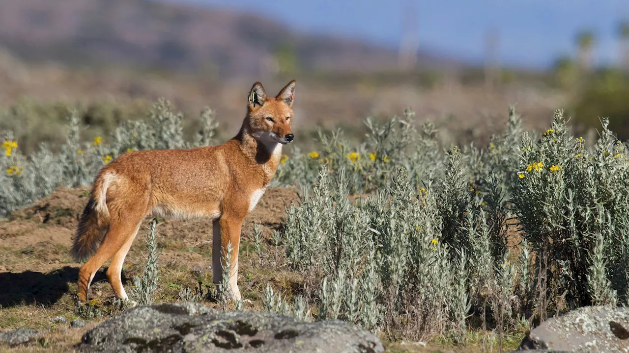 Äthiopischer Wolf: Einzigartiges Raubtier auch als Bestäuber