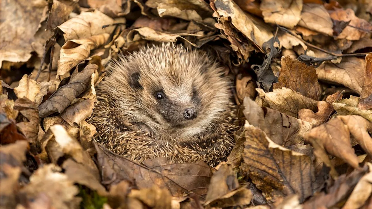  Dieses Wildtier ist den Österreichern das Liebste