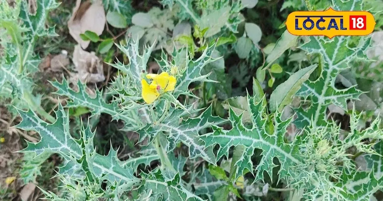 सत्यानाशी पौधा: कई बीमारियों का रामबाण इलाज