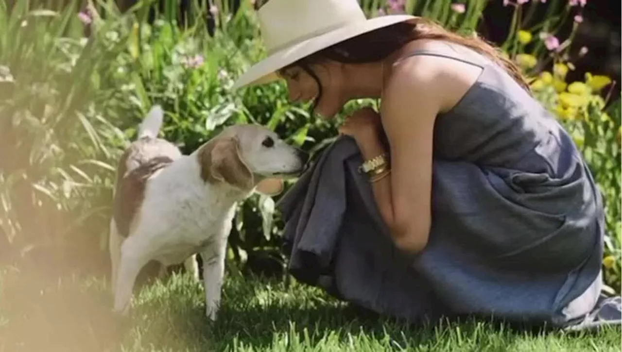 L'addio a Guy, il cane che ha accompagnato Meghan in ogni momento