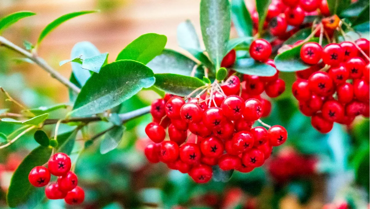 La Piracanta: Una Siepe Sempreverde Per il Tuo Giardino