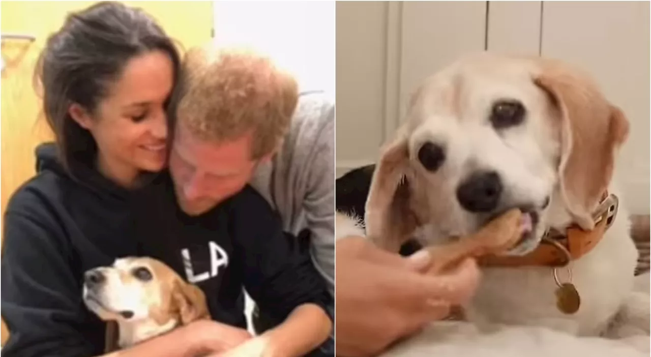 Meghan Markle piange la perdita di Guy, il suo Beagle