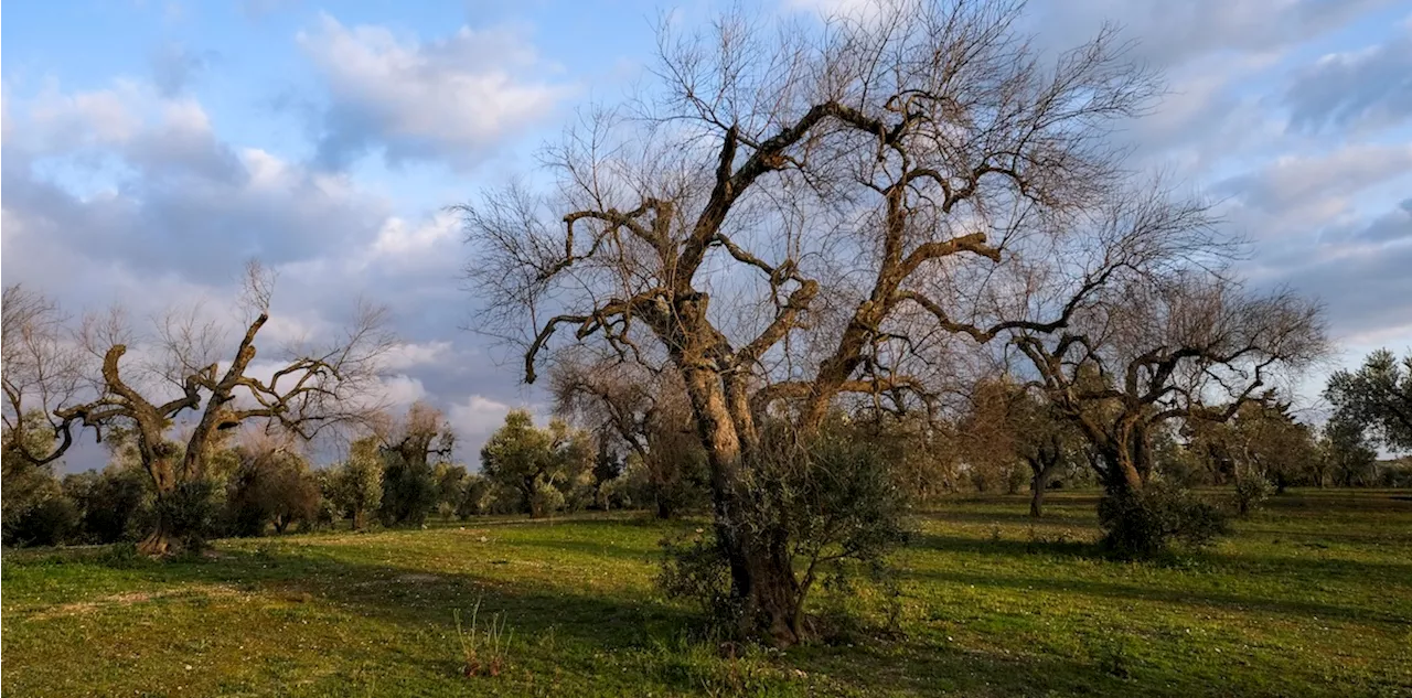 Puglia: la Xylella continua a decimate gli ulivi, le imprese chiedono aiuto