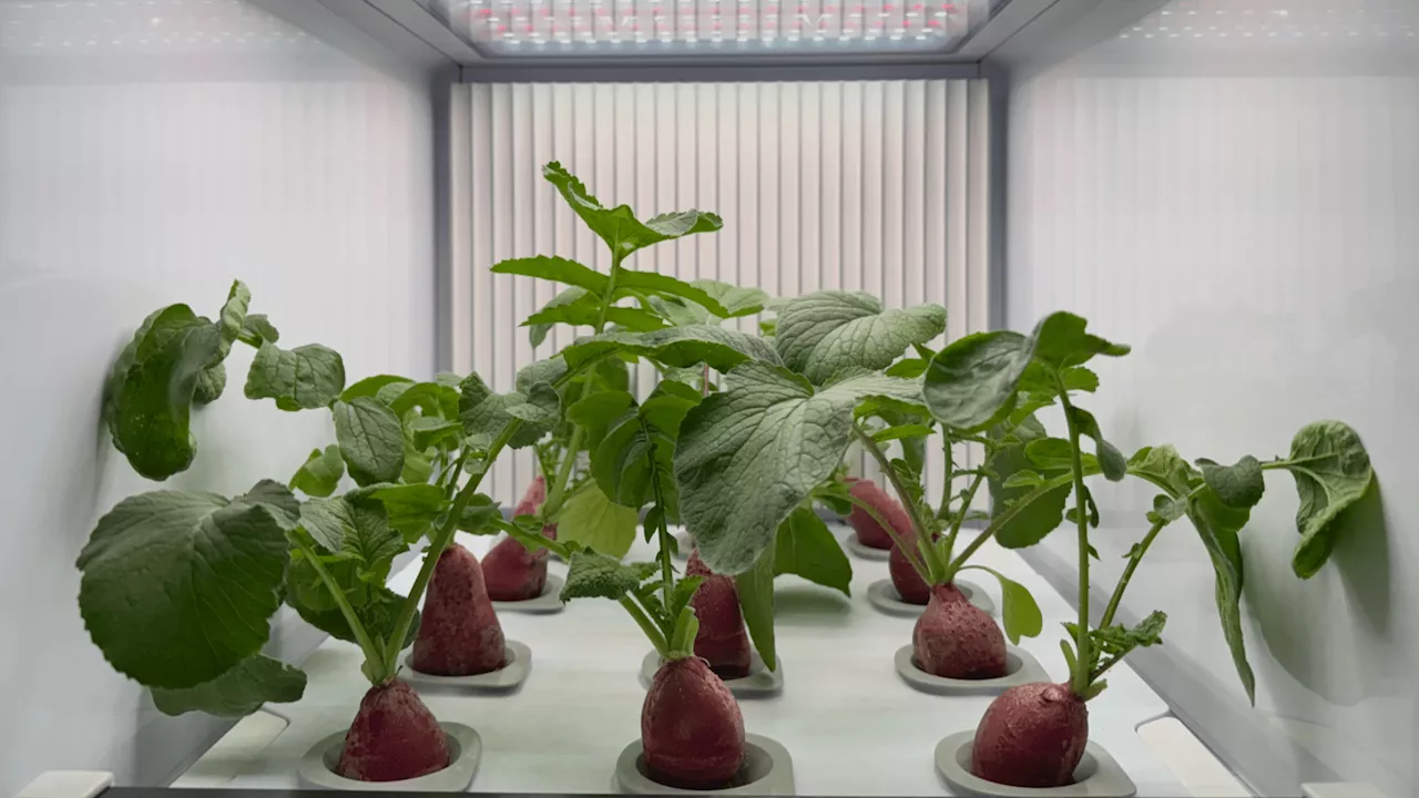 Daedong’s AI Plant Box Brings Smart Farming Home