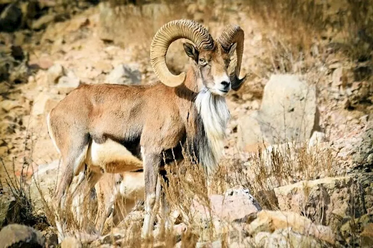 سرشماری حیات وحش استان خراسان شمالی