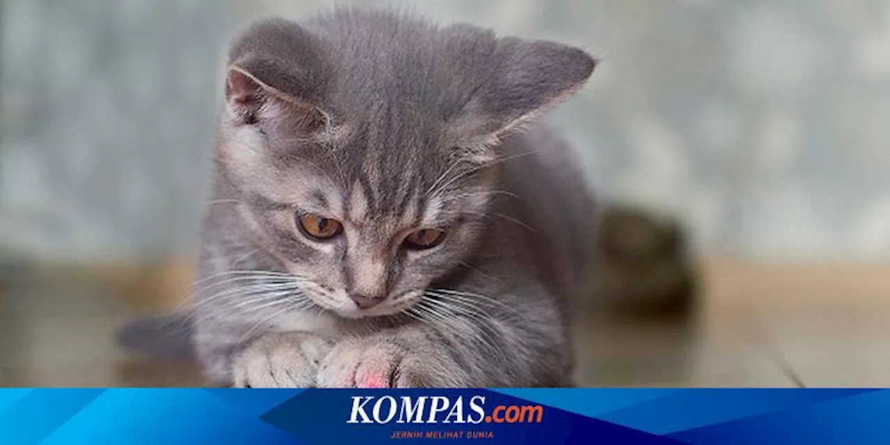 Mengapa Kucing Suka Bermain Laser?