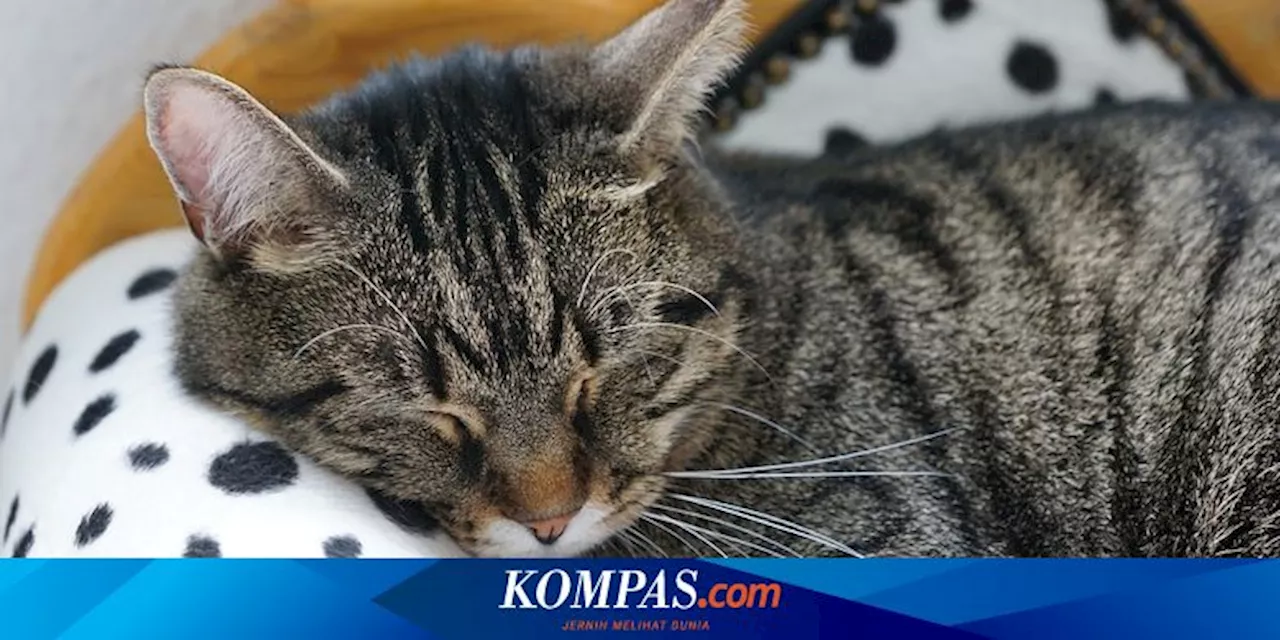 Tanda-tanda Kucing Mendekati Akhir Hayat dan Cara Menghadapinya