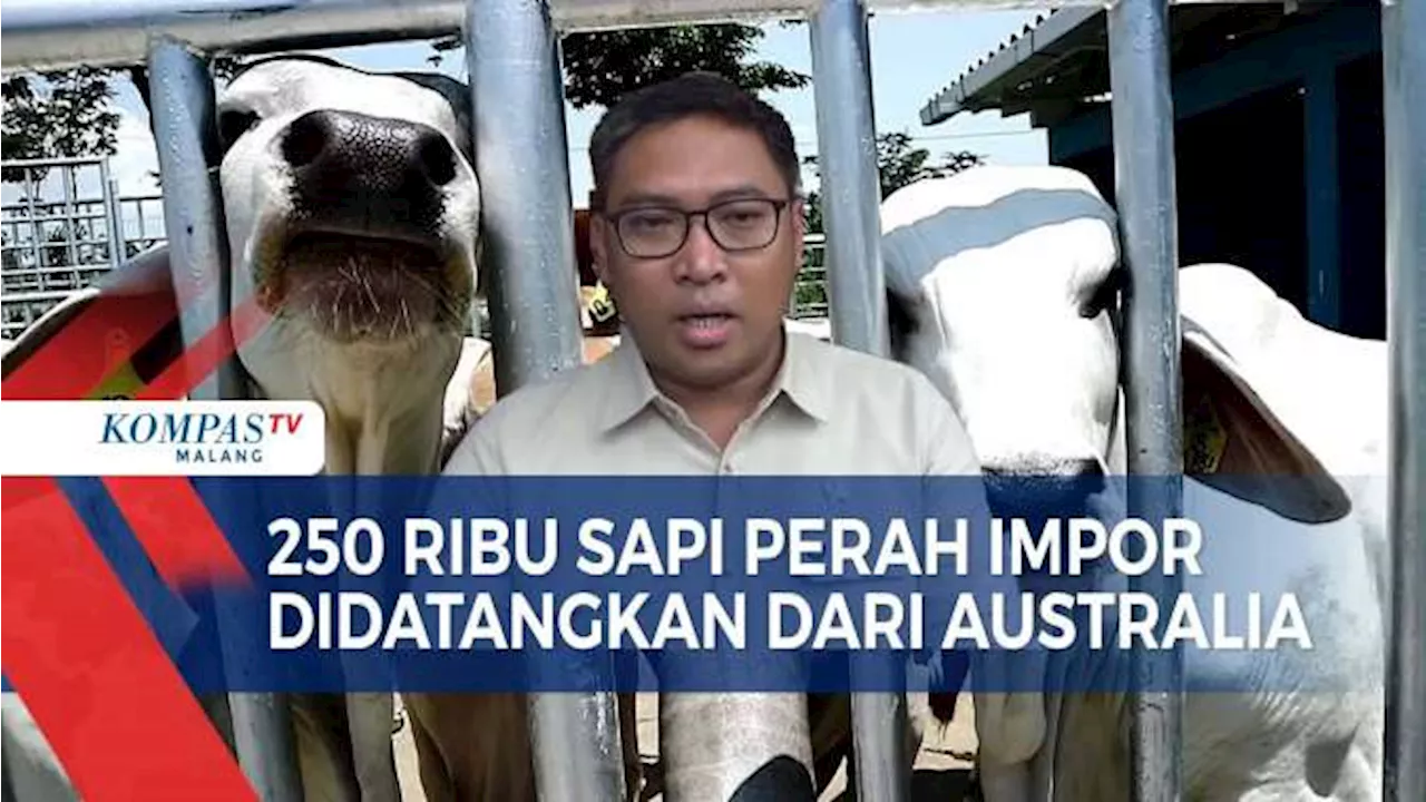 Indonesia Datangkan 250 Ribu Sapi Perah Impor untuk Mendukung Program Makan Bergizi Gratis