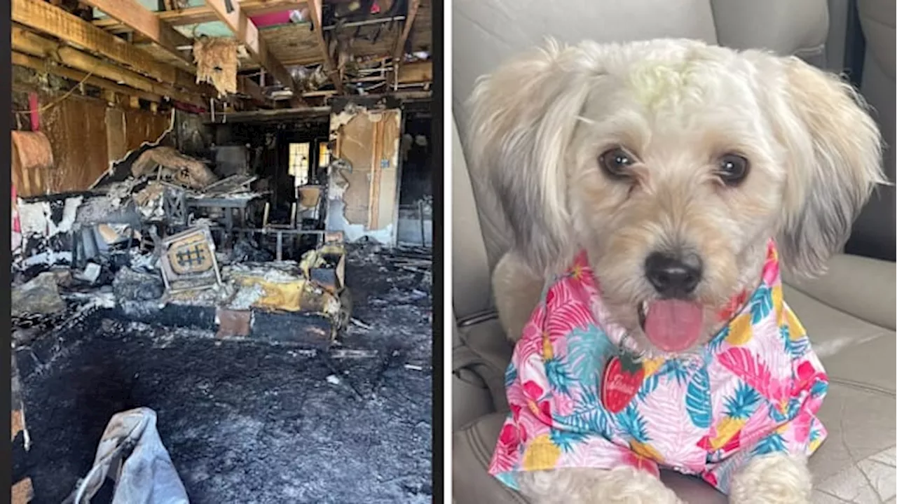 Woman Fears 'Monster' Ex-Husband After Alleged Arson and Family Dog's Death