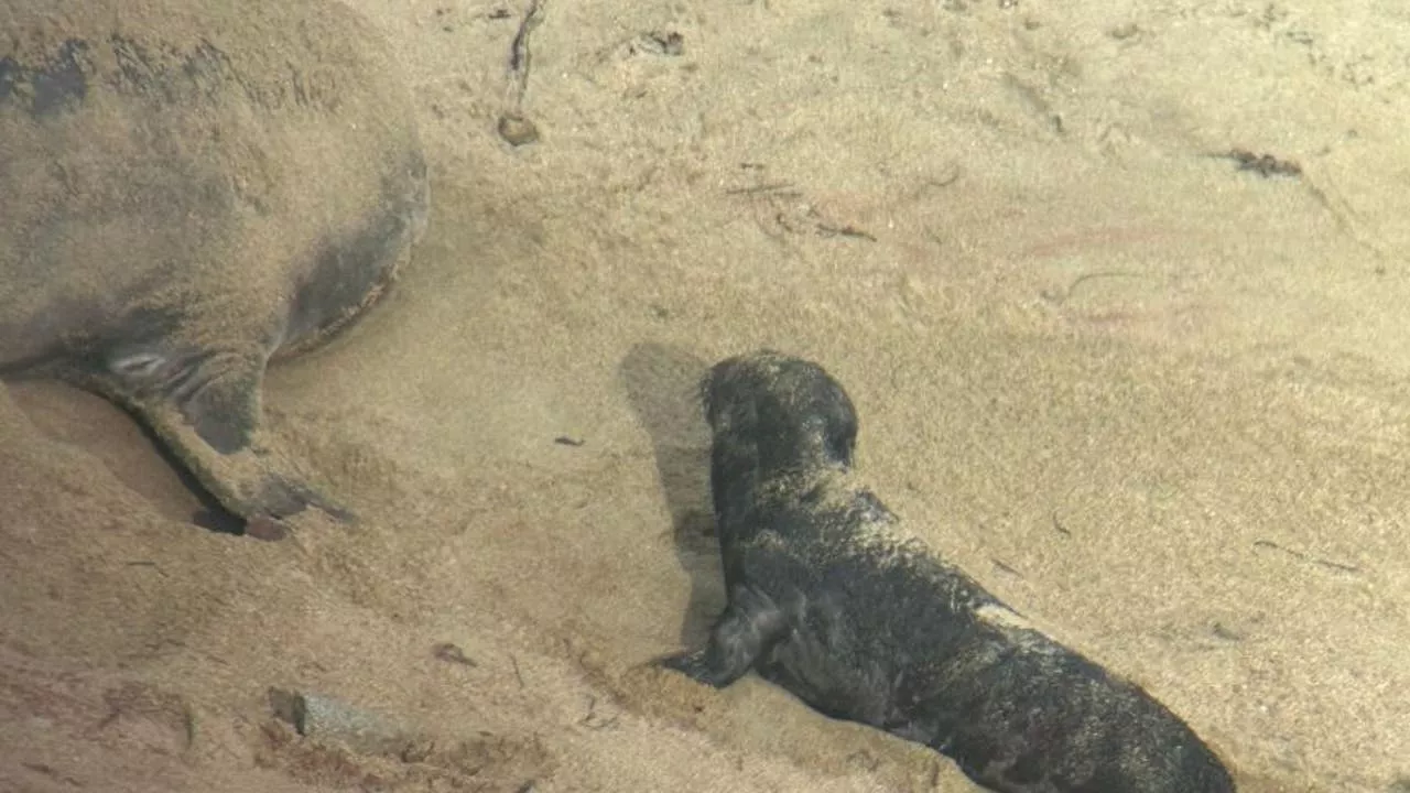 Elephant Seal Pups Born at Point Reyes National Seashore