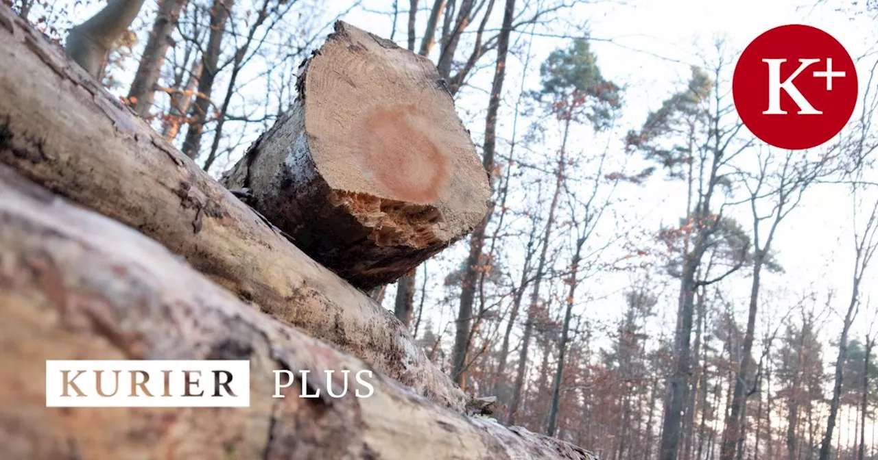 Holzindustrie im Waldviertel vor dem Kollaps: Rundholzpreise explodieren