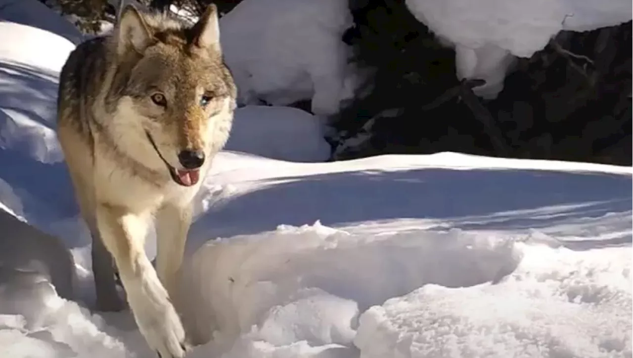 Addio alla Regina dei Lupi: Wolf 907F muore a Yellowstone