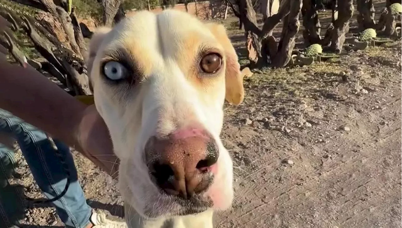 Cani Abbandonati: Valiente Trova una Nuova Vita