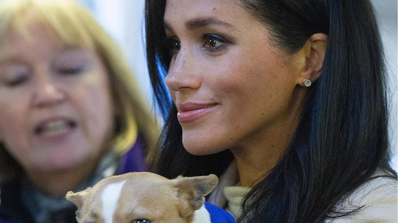 Il fedele amico di Meghan Markle: Guy il beagle che l'ha accompagnata in ogni grande passo