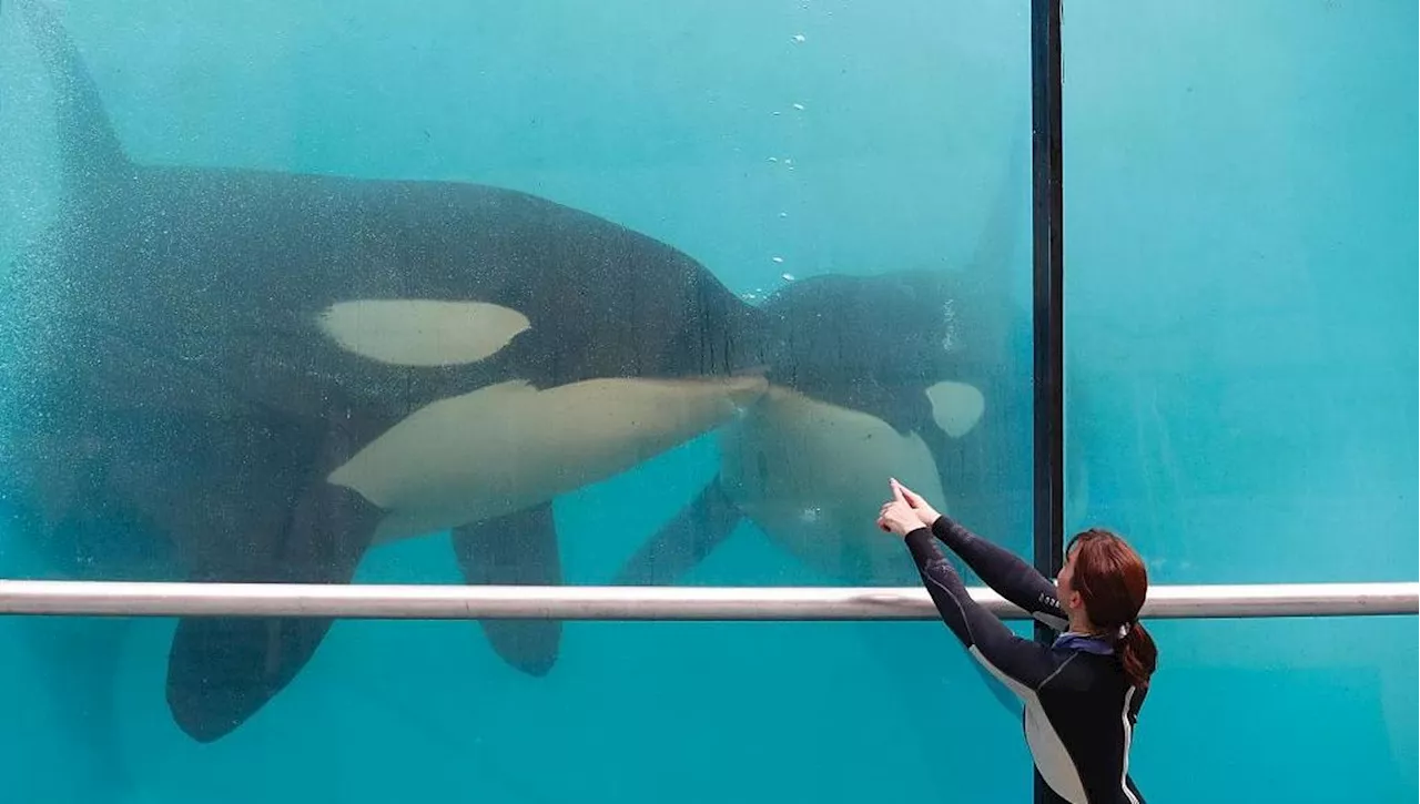 Marineland, il parco marino più grande d'Europa, chiude definitivamente