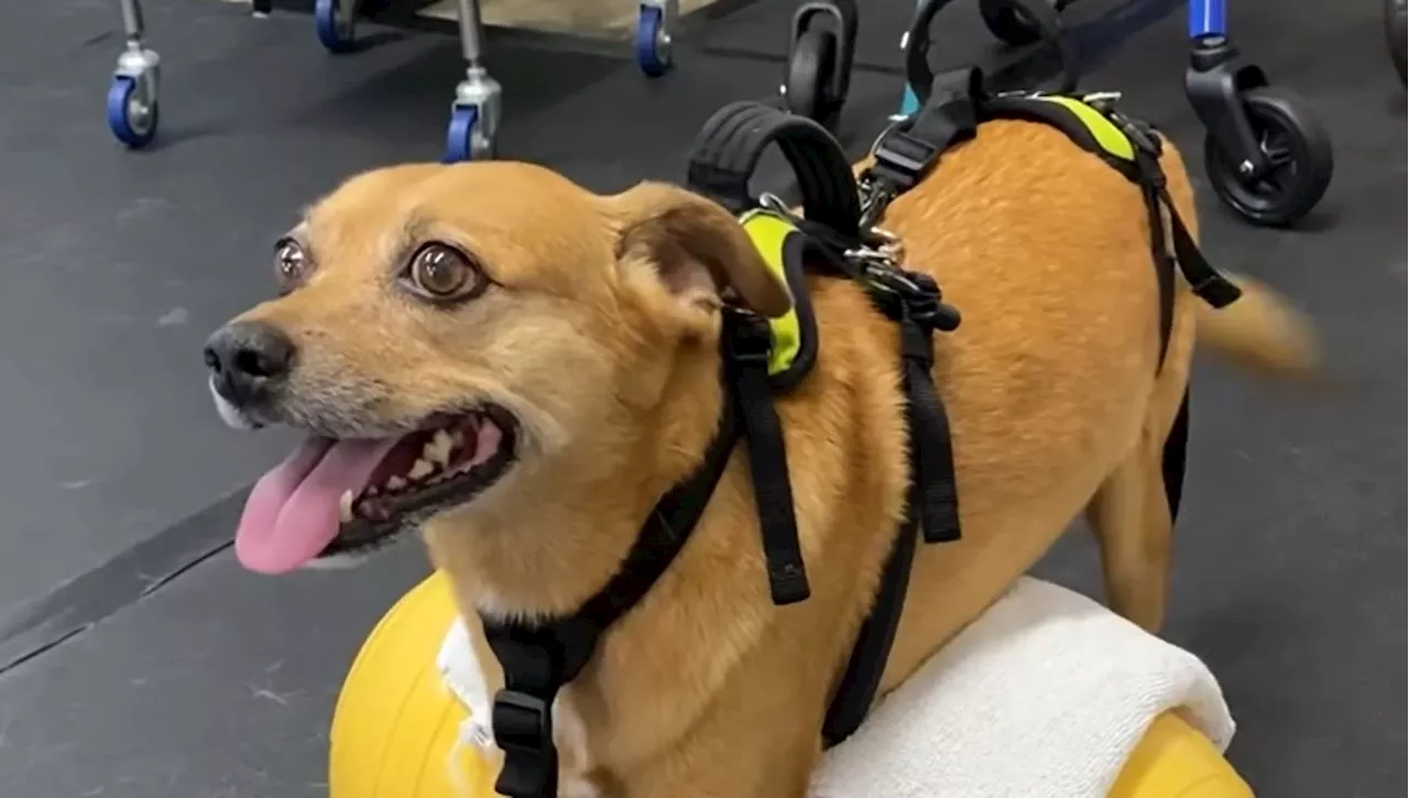 Rocky, il cane che ha superato la paralisi grazie al Beach Animal Rehabilitation Center