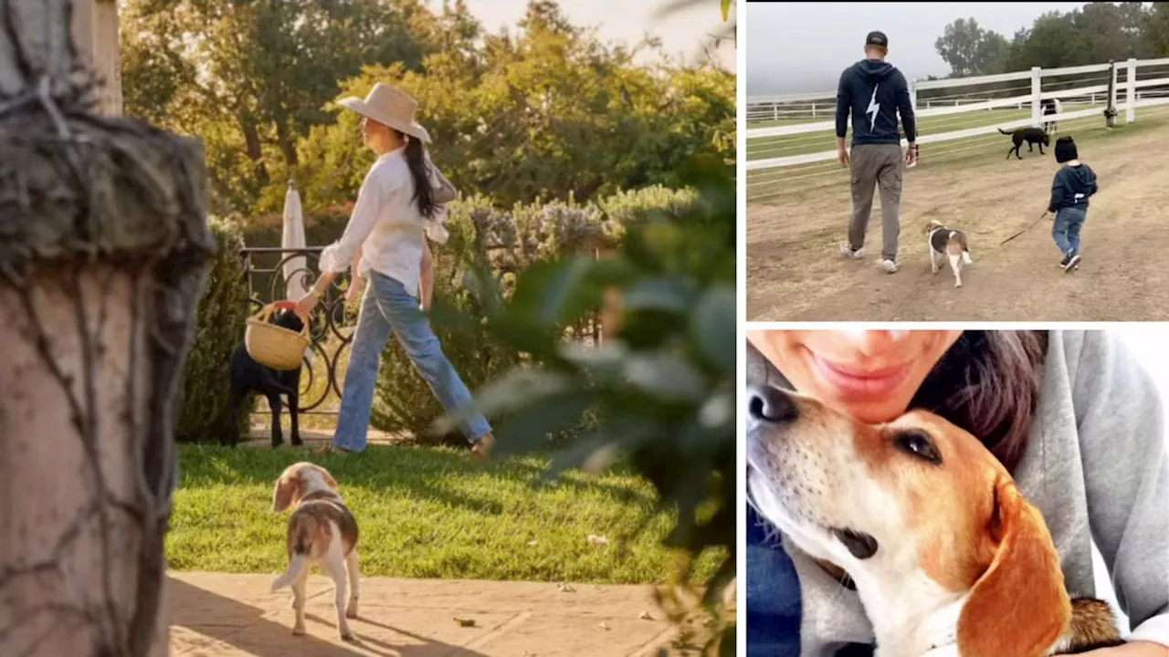 Meghan Markle Pays Heartfelt Tribute to Beloved Beagle, Guy