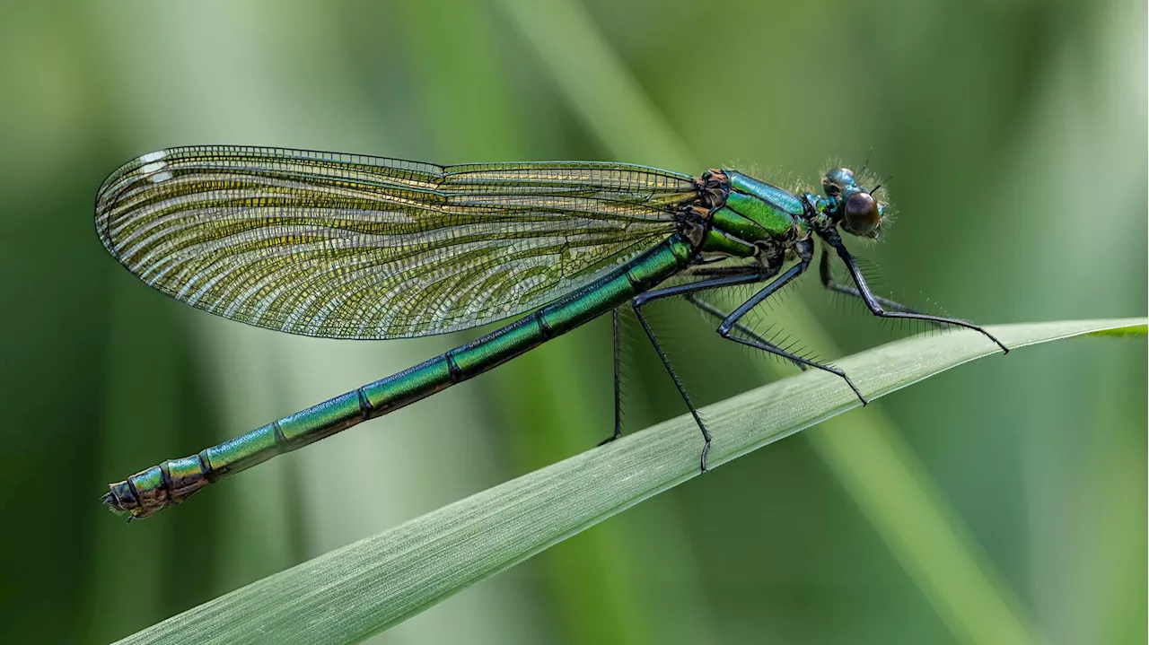 Un quart des espèces d’eau douce, comme les poissons, les libellules et les crabes, sont menacées d’extinction