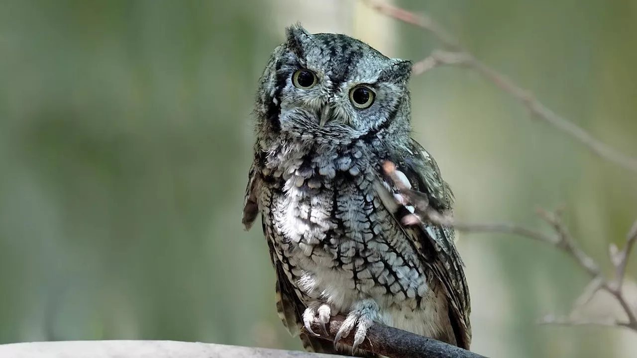 Misteri Burung Hantu dan Adaptasinya di Malam Hari