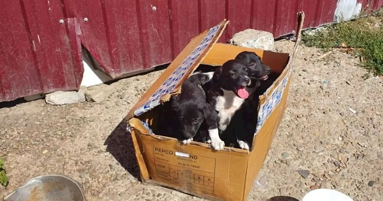 Eight Puppies Dumped in Cardboard Box Near Death