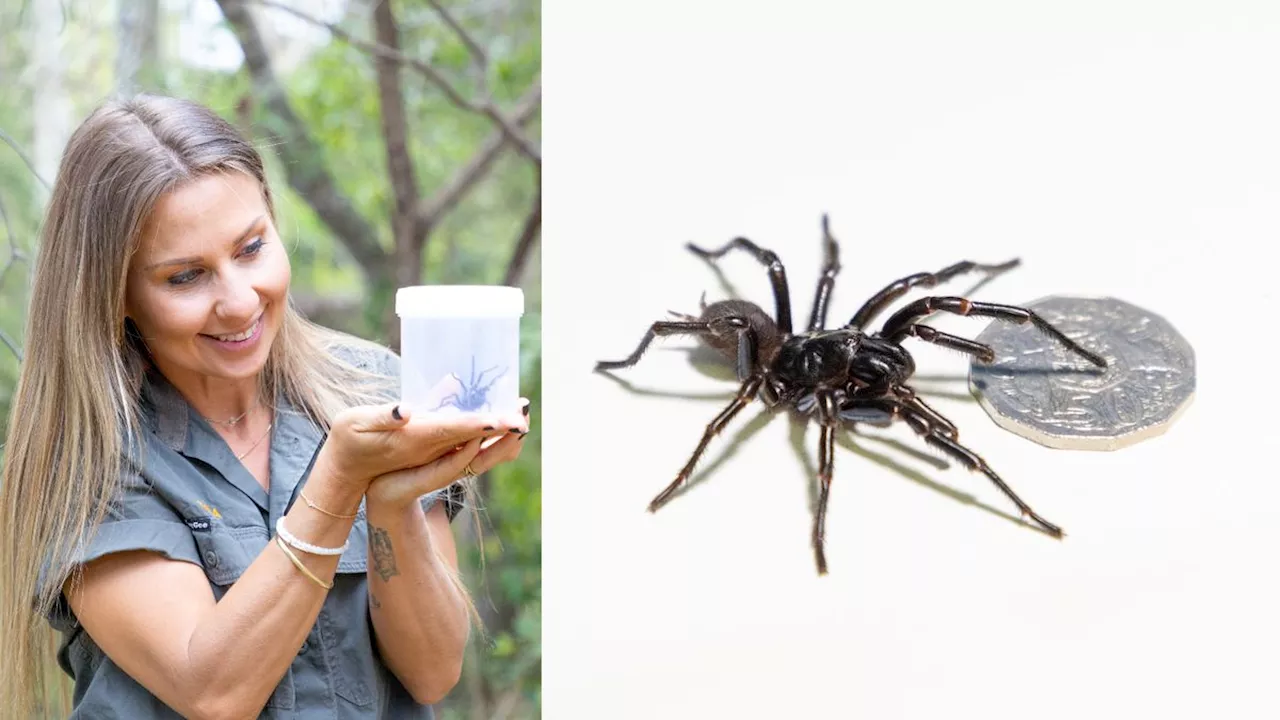 Record-Breaking Funnel-Web Spider Donated to Australian Zoo