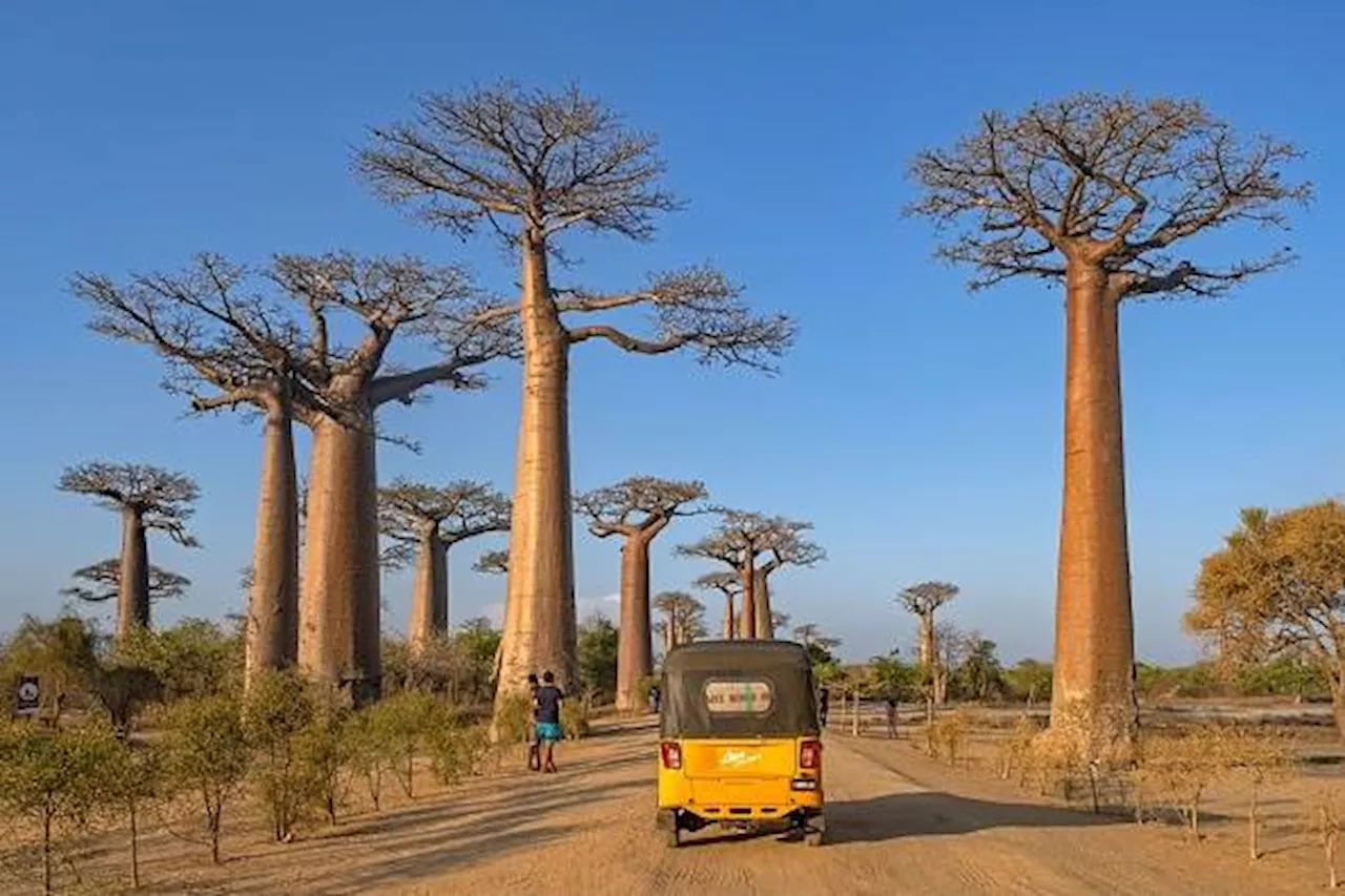 The Baobab Tree: A Unique and Resilient Giant