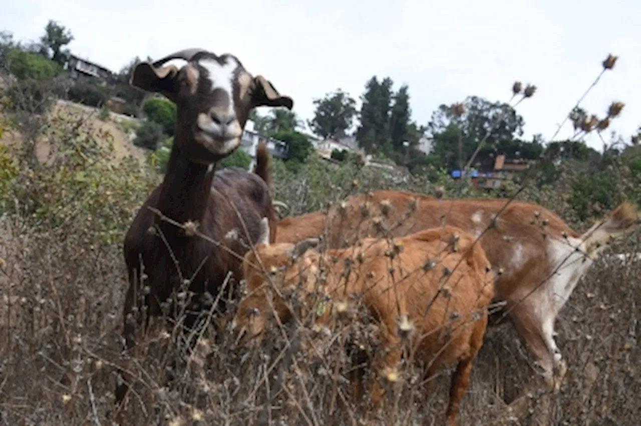 Kedah Farmer Sells All Goats to Fund Tumor Surgery