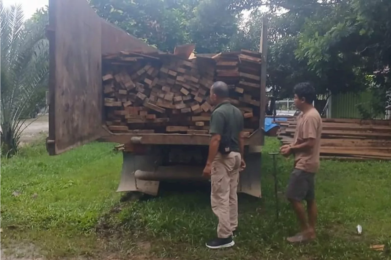 Dua Pelaku Pembalakan Liar Diamankan di Riau