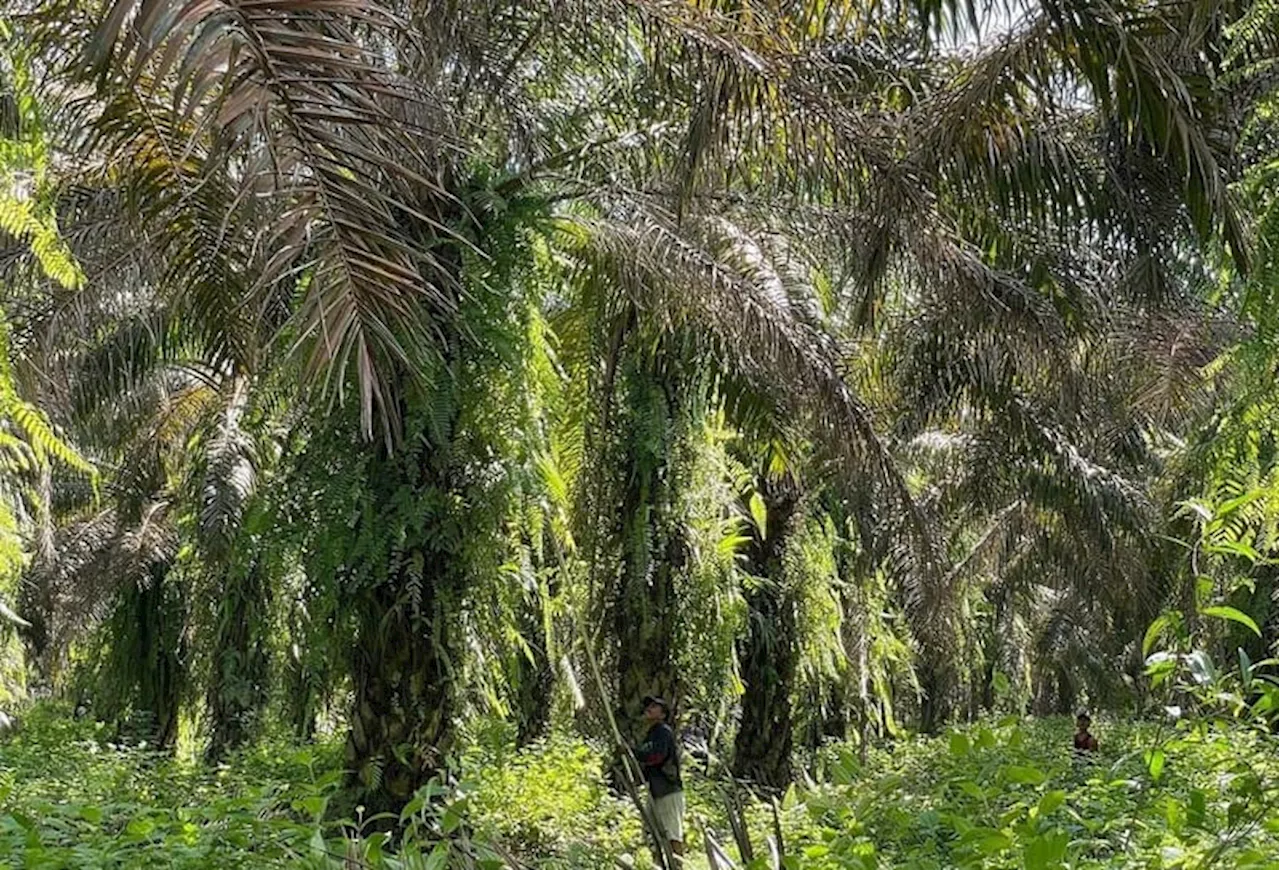 Ketua Umum WSN: Luas Kebun Kelapa Sawit Saat Ini Cukup untuk Meningkat Permintaan CPO