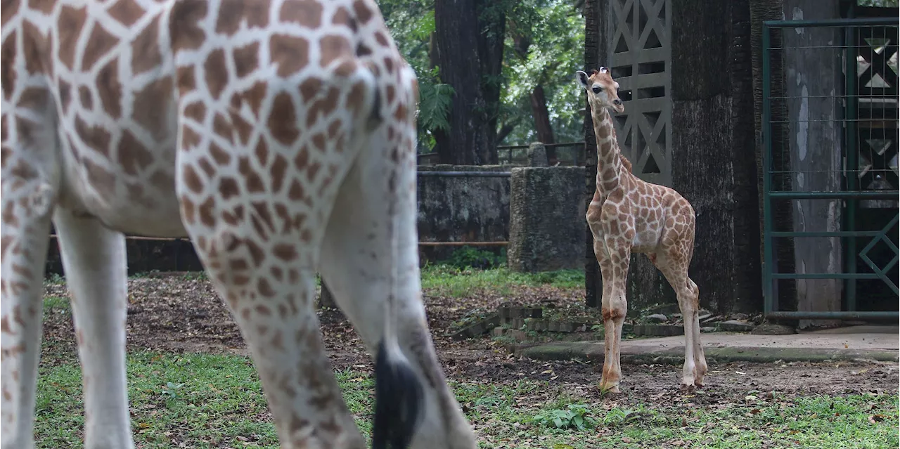 Bayi Jerapah di Ragunan Diberi Nama Rajaka