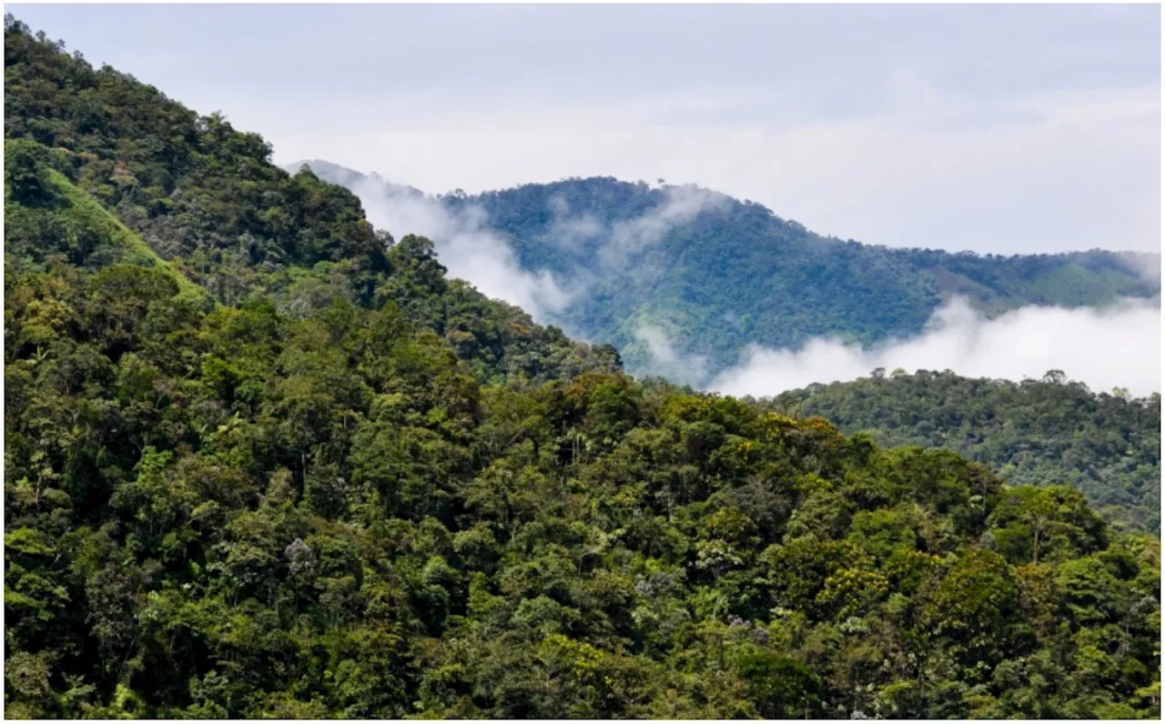 Estudiante australiano encontrado con vida tras 13 días desaparecido en la montaña